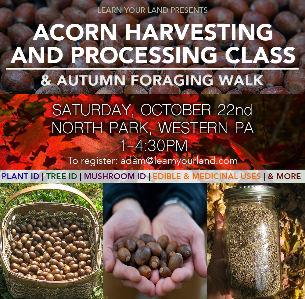 New Event! Acorn Harvesting And Processing Class & Autumn Foraging Walk ...