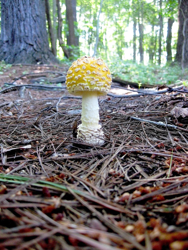 amanitamuscariawildfoodism