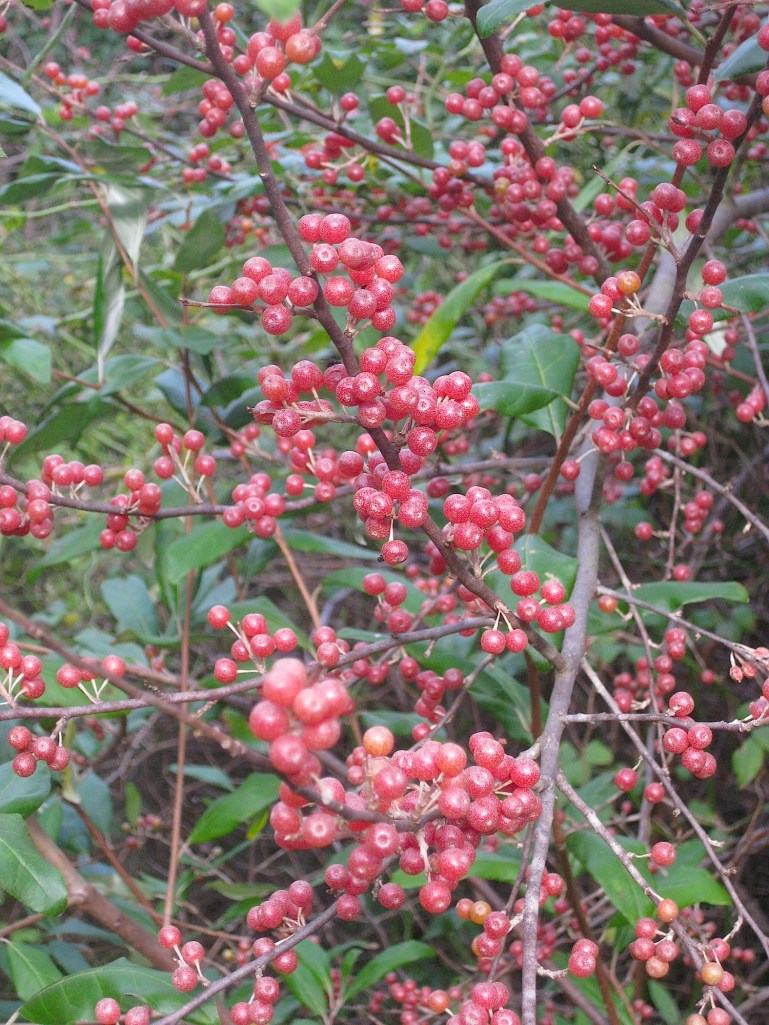 autumnolivewildfoodism