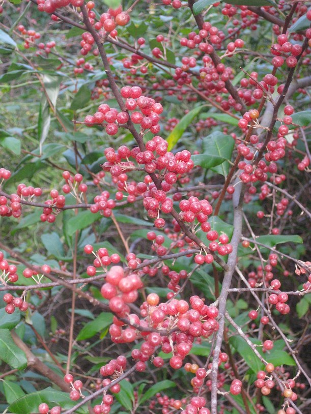 autumnolivewildfoodism