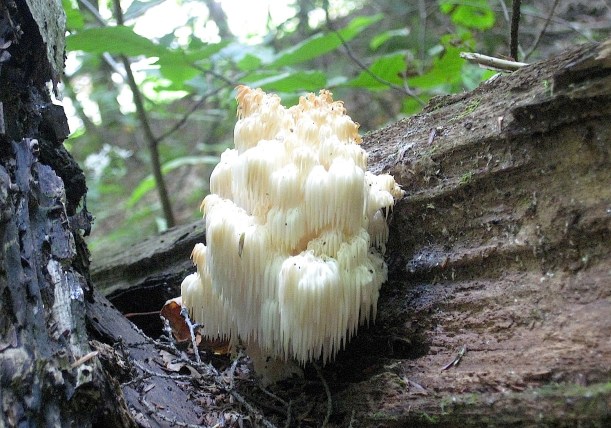 bearsheadtoothwildfoodism