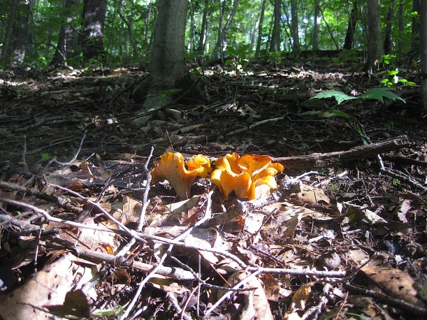 chanterelle2wildfoodism