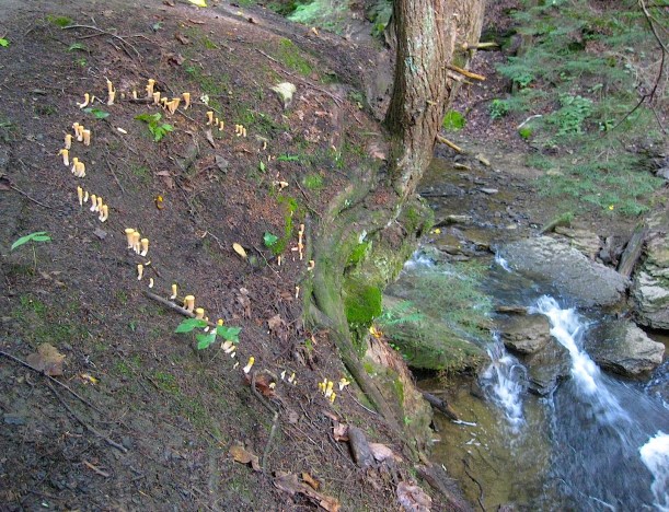 clavariadelphustruncatus