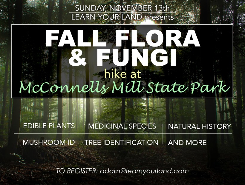 fallflorafungimcmill