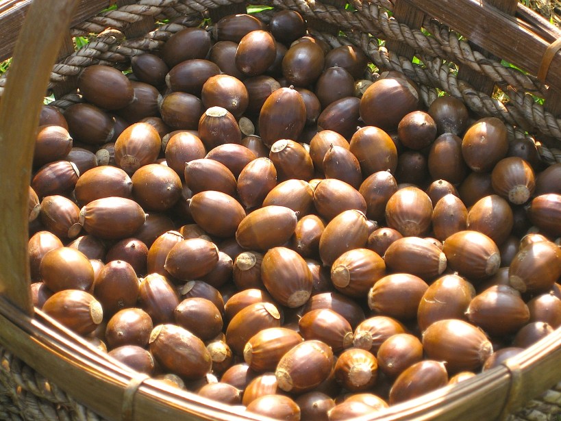 chestnutoakacornswildfoodism