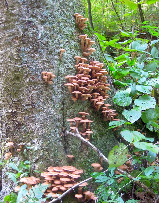 honeymushroomwildfoodism