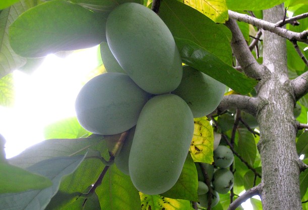 pawpawfruitwildfoodism