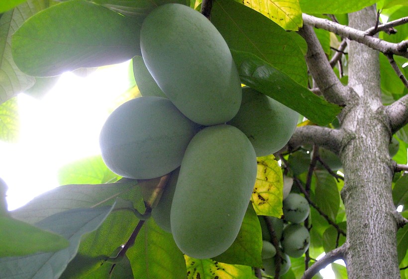 pawpawfruitwildfoodism