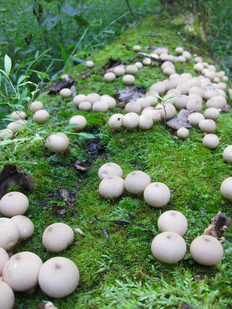 puffballwildfoodism