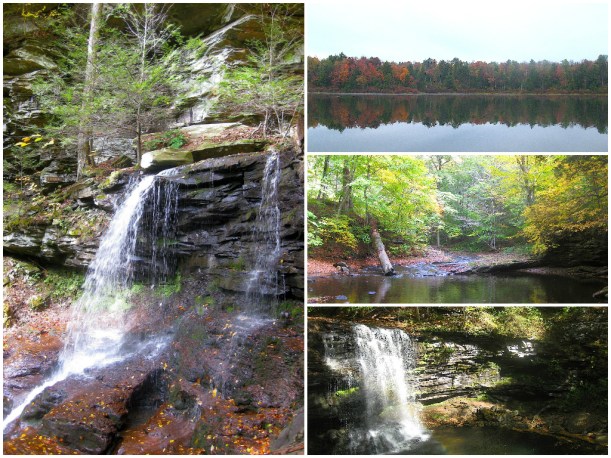 rickettsglenwildfoodism