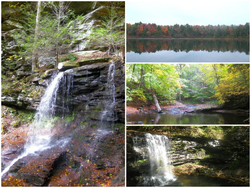 rickettsglenwildfoodism