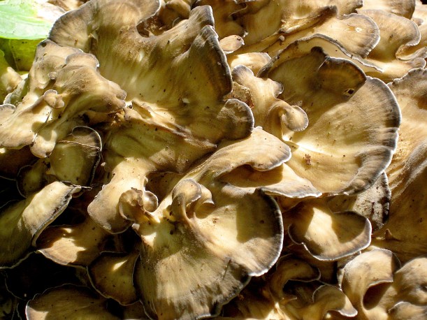 maitakeIBDwildfoodism