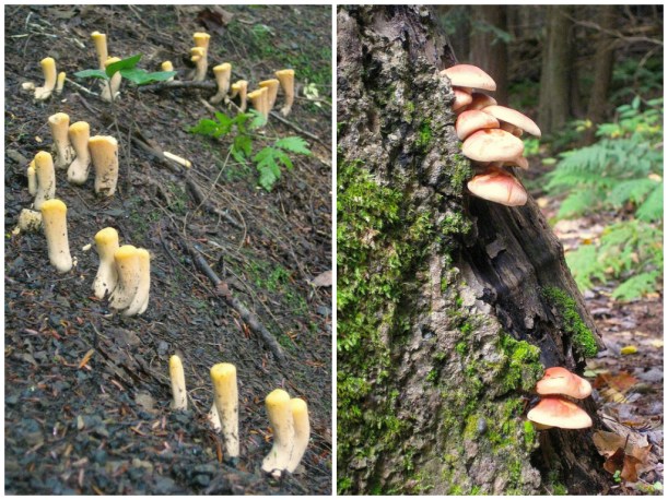 clavaricacidwildfoodism