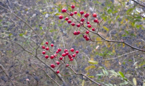 rosehipcvdwildfoodism