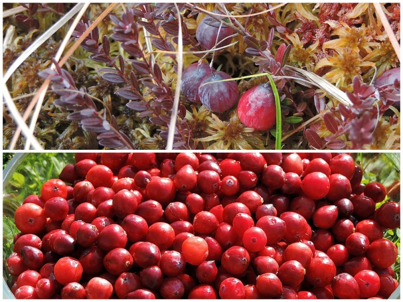 wildcranberrycollage