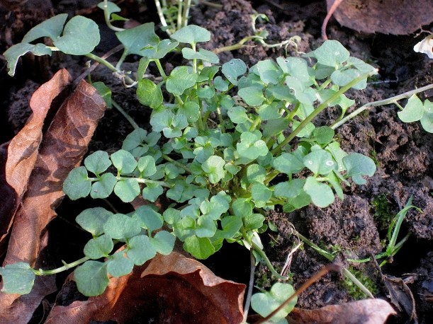 hairybittercresswildfoodism