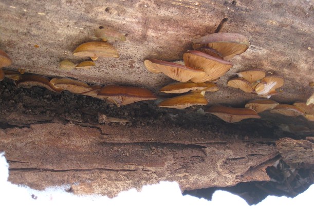 latefalloystermorainewildfoodism