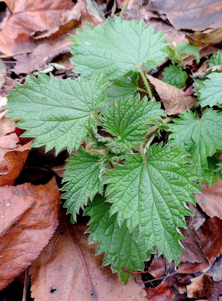 nettlesdecemberwildfoodsim