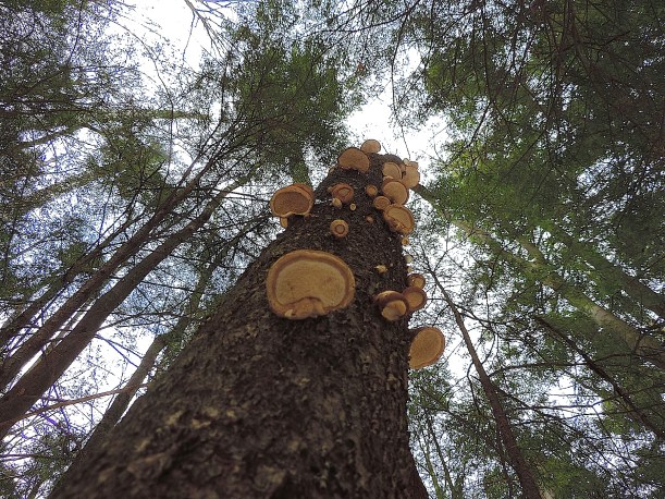 birchpolywildfoodismcook