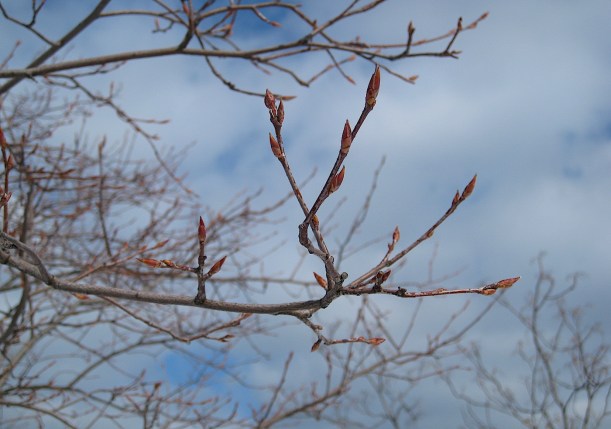 juneberrybudswildfoodism