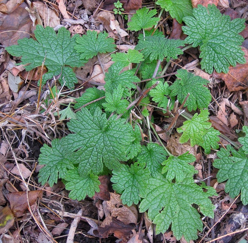 motherwortwildfoodismwinter