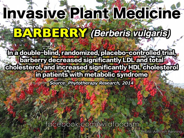 Berberisvulgariswildfoodism
