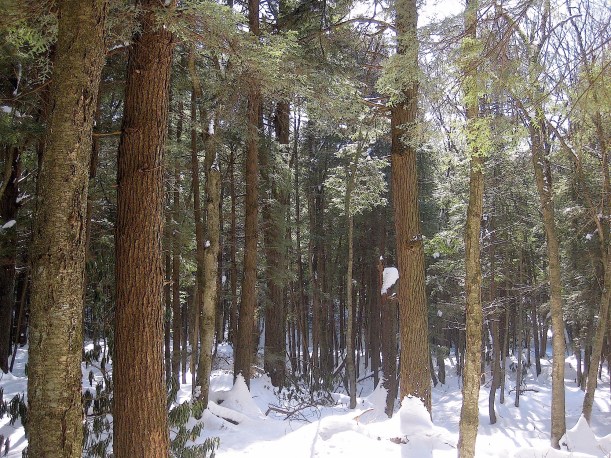 cookforestwinter2wildfoodism