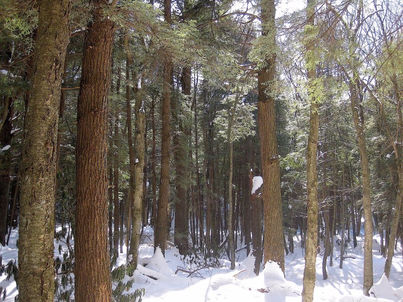 cookforestwinter2wildfoodism