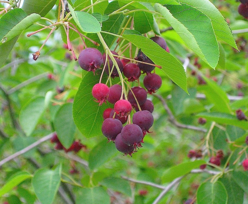 juneberryripe2wildfoodism