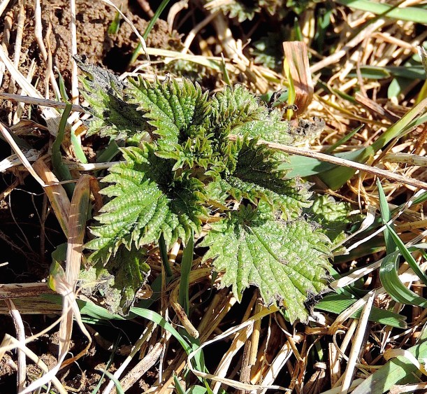 nettlesnorthparkwildfoodism