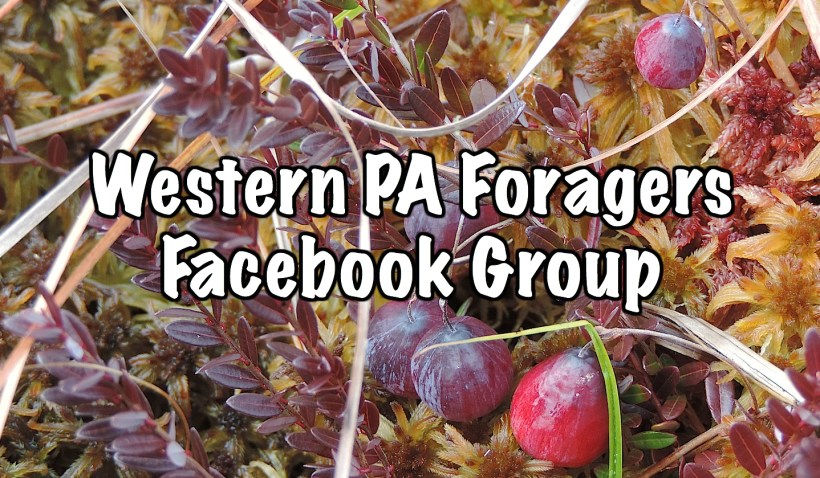 wildcranberrieswildfoodism3