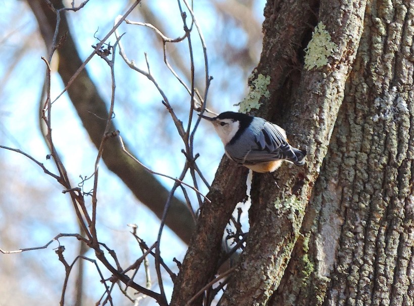 nuthatchwildfoodism