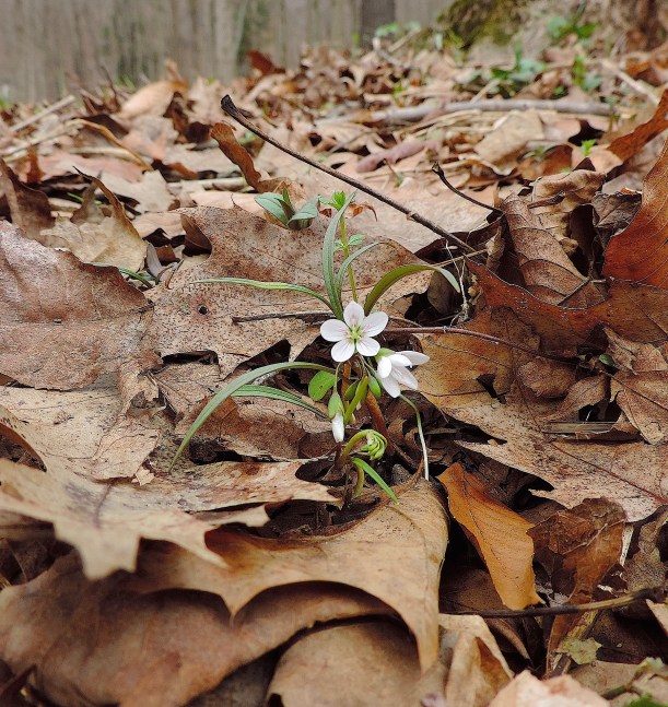springbeautymcconnellswildfoodism