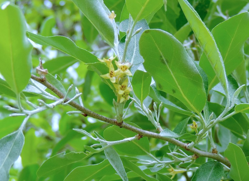 autumnoliveflowerwildfoodism