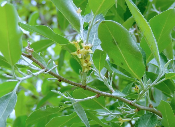 autumnoliveflowerwildfoodism