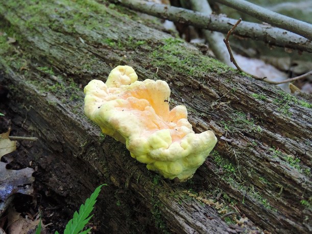 chickenmushroommayLHHT