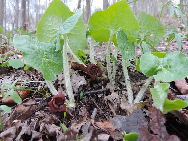 wildgingerwildfoodism