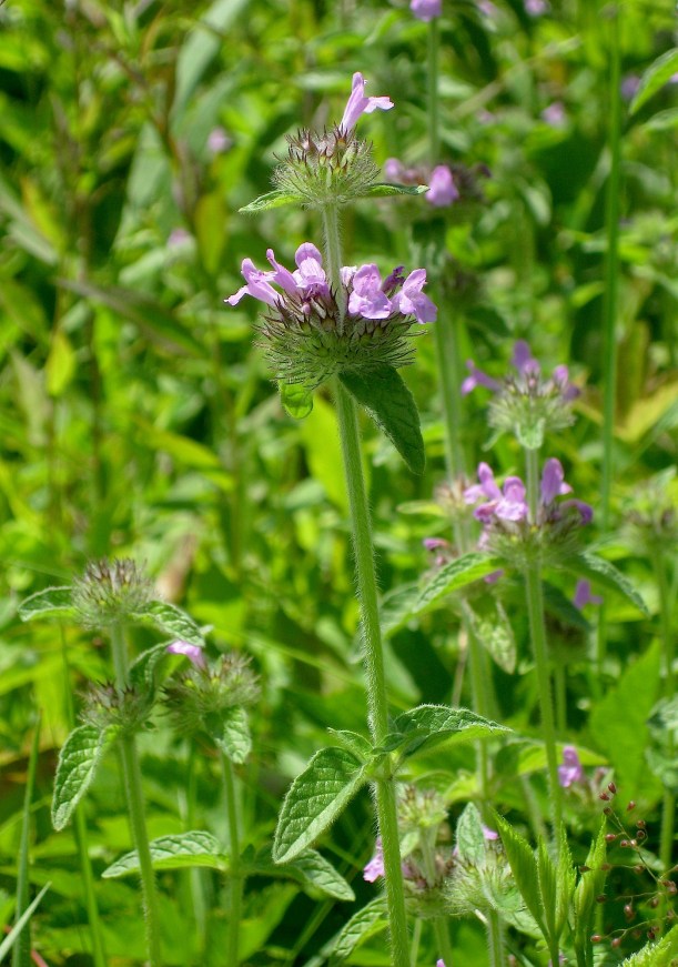 wildbasilwildfoodism