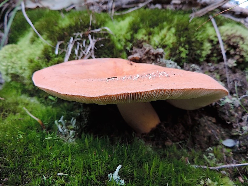 lactifluusvolemuslearnyourland