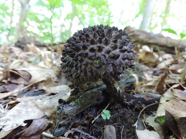 oldmanofthewoodsforagingpittsburgh