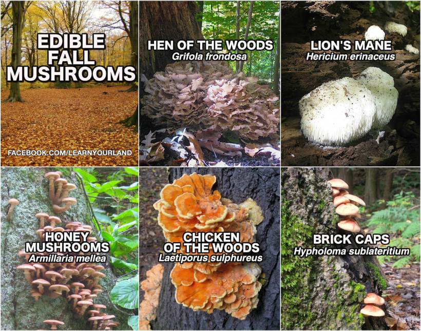 autumnmushroomforagingpittsburgh