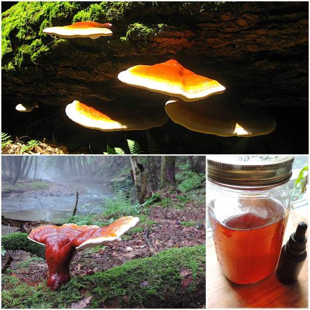 reishimedicinelearnyourland