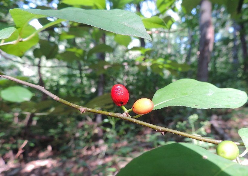 spicebushlearnyourland