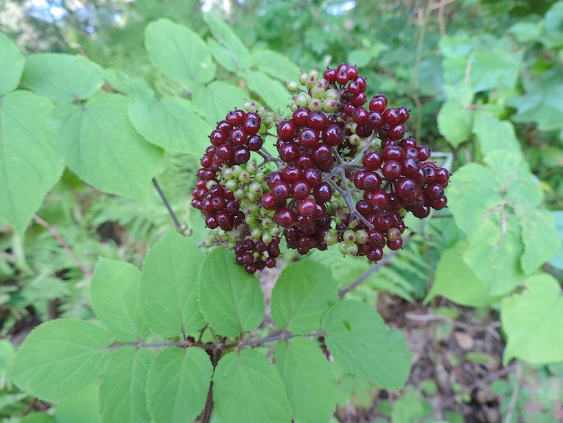 spikenardlearnyourland