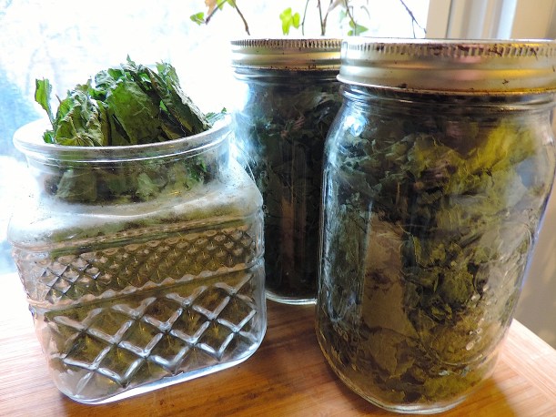 stingingnettlejarslearnyourland