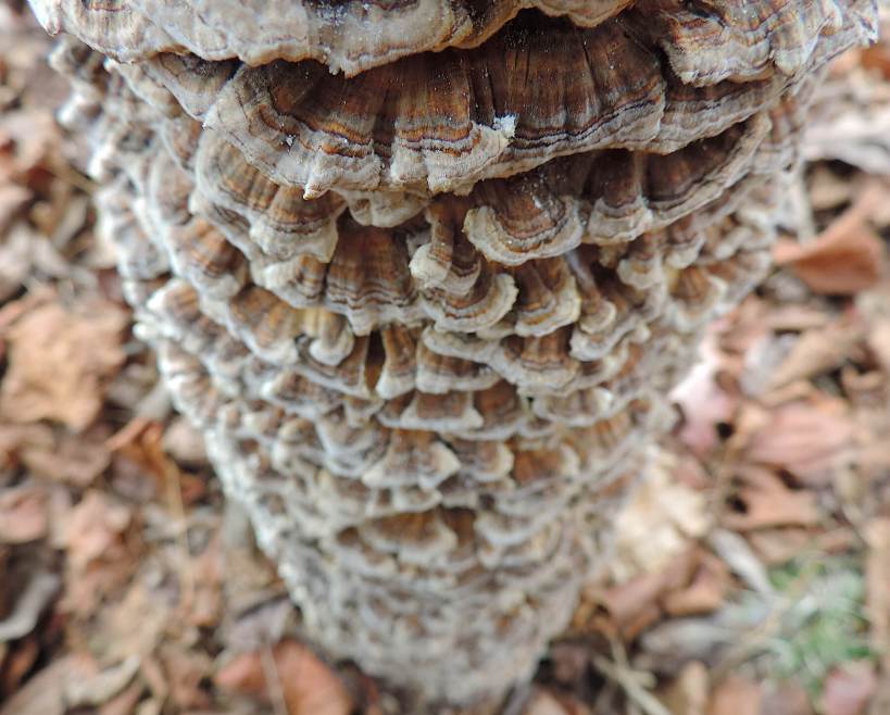 turkeytailashtreelearnyourland