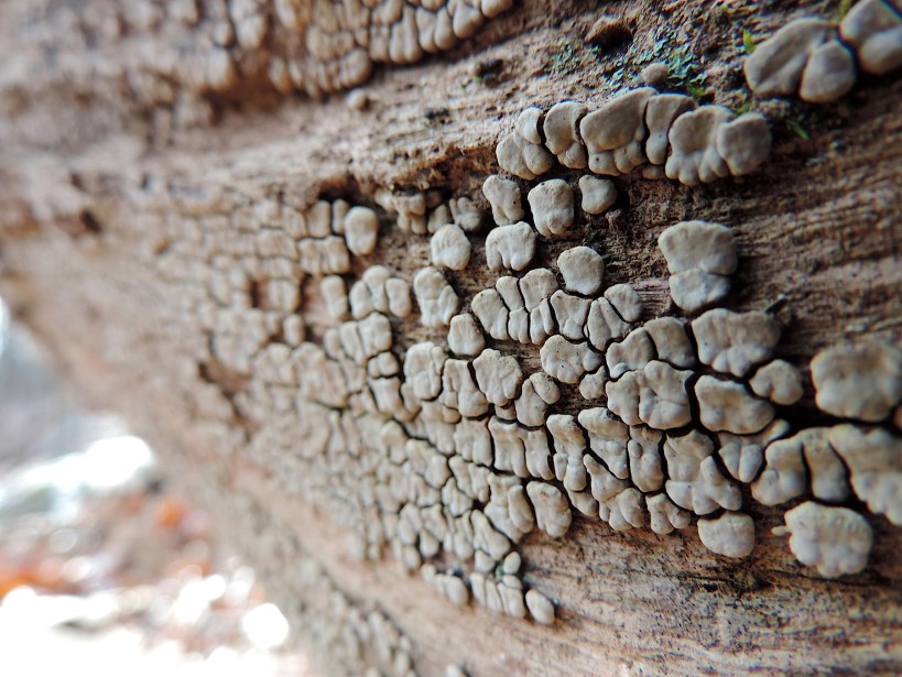 xylobulusfrustulatuslearnyourland