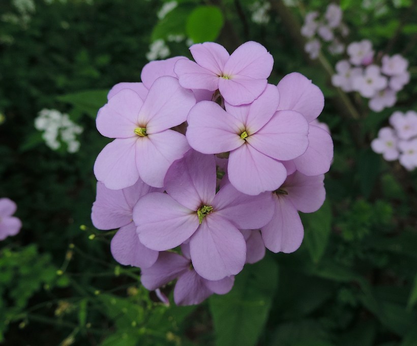 damesrocketlearnyourland