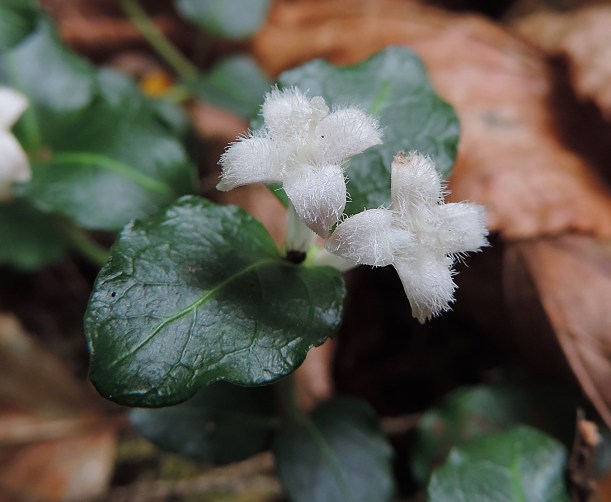 partridgeberryFLWlearnyourland